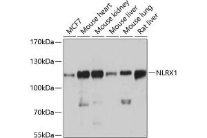 Western blot analysis of extracts of various cell lines, using NLRX1 antibody  at 1:3000 dilution. (NLRX1 anticorps  (AA 87-360))