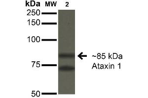 Western Blot analysis of Monkey COS-1 cells transfected with Ataxin- 1 showing detection of ~85 kDa Ataxin 1 protein using Mouse Anti-Ataxin 1 Monoclonal Antibody, Clone S76-8 . (Ataxin 1 anticorps  (AA 164-197) (PerCP))