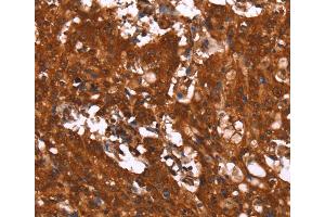 Immunohistochemistry (IHC) image for anti-Hydroxycarboxylic Acid Receptor 2 (HCAR2) antibody (ABIN2434716) (HCAR2 anticorps)