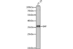 Western blot analysis of extracts of HT-29 cells, using EHF antibody (ABIN6129757, ABIN6140005, ABIN6140007 and ABIN6223750) at 1:1000 dilution. (EHF anticorps  (AA 1-210))