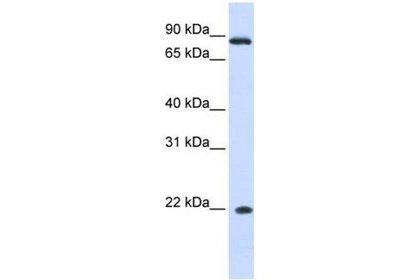 IFNA7 anticorps  (N-Term)