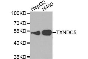 Western blot analysis of extracts of various cell lines, using TXNDC5 antibody. (TXNDC5 anticorps  (AA 1-324))