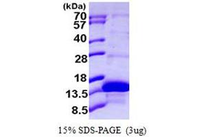 SDS-PAGE (SDS) image for Kidney Associated Antigen 1 (KAAG1) (AA 1-84) protein (His tag) (ABIN6386733) (KAAG1 Protein (AA 1-84) (His tag))