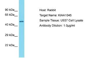 Host: Rabbit Target Name: KIAA1045 Sample Type: U937 Whole Cell lysates Antibody Dilution: 1. (KIAA1045 anticorps  (N-Term))