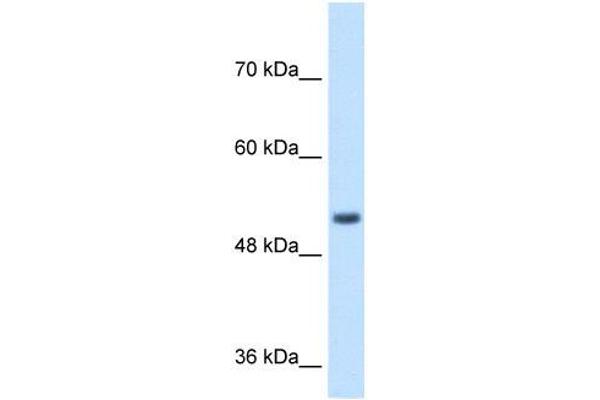 SPPL2B anticorps  (N-Term)