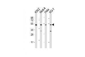 All lanes : Anti-GATA2 Antibody (Center) at 1:2000 dilution Lane 1: K562 whole cell lysates Lane 2: Molt-4 whole cell lysates Lane 3: Hela whole cell lysates Lane 4: KG-1 whole cell lysates Lysates/proteins at 20 μg per lane. (GATA2 anticorps  (AA 212-246))