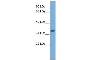 WB Suggested Anti-ATG3  Antibody Titration: 0. (ATG3 anticorps  (Middle Region))