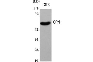 Western Blot analysis of various cells using OPN Polyclonal Antibody diluted at 1:500. (Osteopontin anticorps  (AA 230-310))