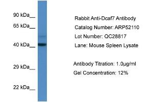 Western Blotting (WB) image for anti-DDB1 and CUL4 Associated Factor 7 (DCAF7) (N-Term) antibody (ABIN785540) (DCAF7 anticorps  (N-Term))
