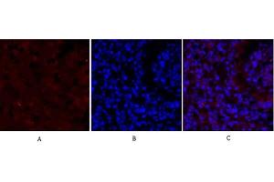 Immunofluorescence analysis of Mouse lung tissue. (SMAD2 anticorps)