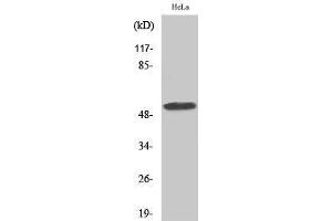 Western Blotting (WB) image for anti-Centrosomal Protein 55kDa (CEP55) (Internal Region) antibody (ABIN6284241) (CEP55 anticorps  (Internal Region))