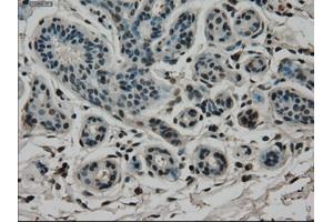 Immunohistochemical staining of paraffin-embedded breast tissue using anti-CD4 mouse monoclonal antibody. (CD4 anticorps)