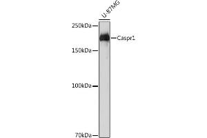 Western blot analysis of extracts of U-87MG cells, using Caspr11 Rabbit mAb (ABIN1678680, ABIN7101562, ABIN7101563 and ABIN7101564) at 1:1000 dilution. (CNTNAP1 anticorps)