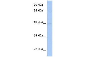 SDF4 antibody used at 1 ug/ml to detect target protein. (SDF4 anticorps  (Middle Region))