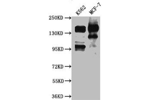 Recombinant SIN3A anticorps