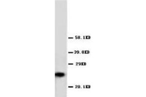 Western blot analysis og Hela cell lysis using GSTπ antibody (GSTP1 anticorps  (C-Term))