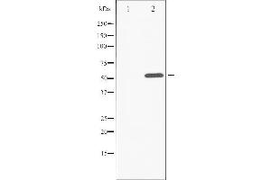 Western blot analysis of ATF2 phosphorylation expression in 293 whole cell lysates,The lane on the left is treated with the antigen-specific peptide. (ATF2 anticorps  (pThr55, pThr73))