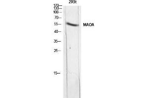 Western Blot (WB) analysis of 293t lysis using MAOA antibody. (Monoamine Oxidase A anticorps)