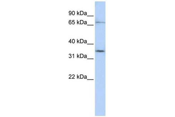 SLCO1C1 anticorps  (N-Term)