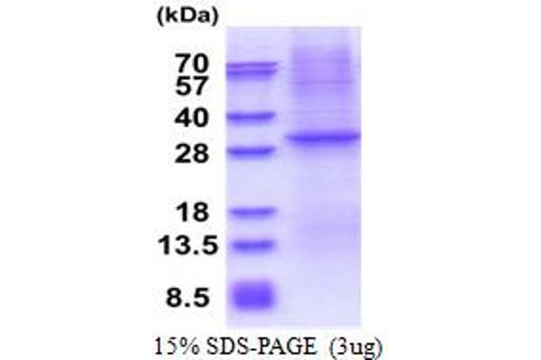 CD1e Protein (CD1e) (AA 32-305) (His tag)