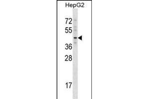 TBX20 Antibody (C-term) (ABIN1537105 and ABIN2848807) western blot analysis in HepG2 cell line lysates (35 μg/lane). (TBX20 anticorps  (C-Term))
