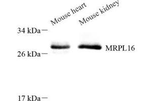 Western blot analysis of MRPL16 (ABIN7074641) at dilution of 1: 600 (MRPL16 anticorps)