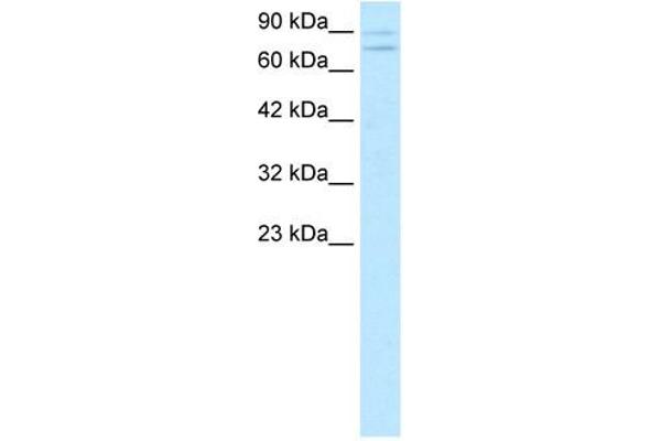 ZNF81 anticorps  (Middle Region)