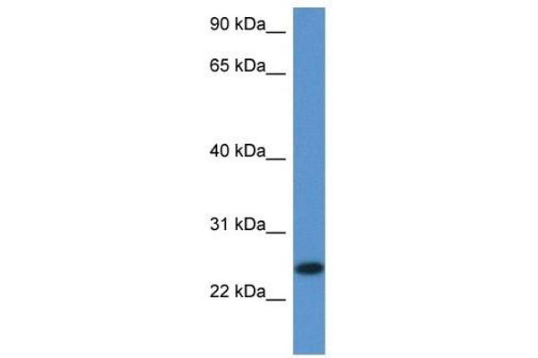 C1orf93 anticorps  (Middle Region)