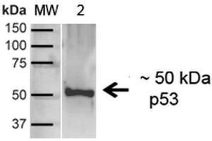 Western blot analysis of Human A431 showing detection of ~43. (p53 anticorps  (C-Term) (HRP))