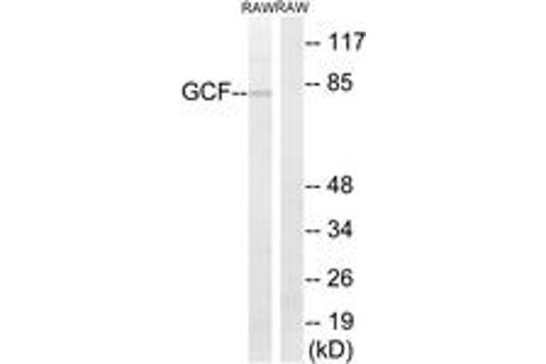 PAX3 and PAX7 Binding Protein 1 (PAXBP1) (AA 141-190) anticorps