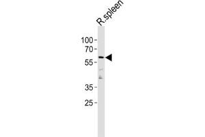 Western Blotting (WB) image for anti-Cyclin L2 (CCNL2) antibody (ABIN3004657) (Cyclin L2 anticorps)