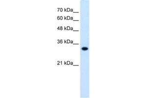 Western Blotting (WB) image for anti-3-Hydroxymethyl-3-Methylglutaryl-CoA Lyase (HMGCL) antibody (ABIN2462455) (HMGCL anticorps)