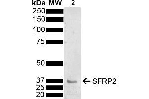 Western blot analysis of Mouse Brain showing detection of 33. (SFRP2 anticorps  (AA 195-295) (Atto 488))
