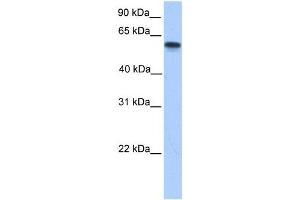 Western Blotting (WB) image for anti-Cytochrome P450, Family 11, Subfamily A, Polypeptide 1 (CYP11A1) antibody (ABIN2459507) (CYP11A1 anticorps)