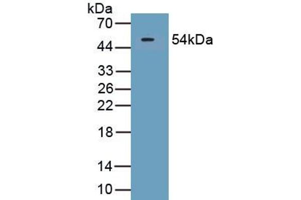 SECTM1 anticorps  (AA 29-248)