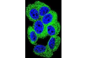 Immunofluorescence (IF) image for anti-Protocadherin 20 (PCDH20) antibody (ABIN2996299) (PCDH20 anticorps)