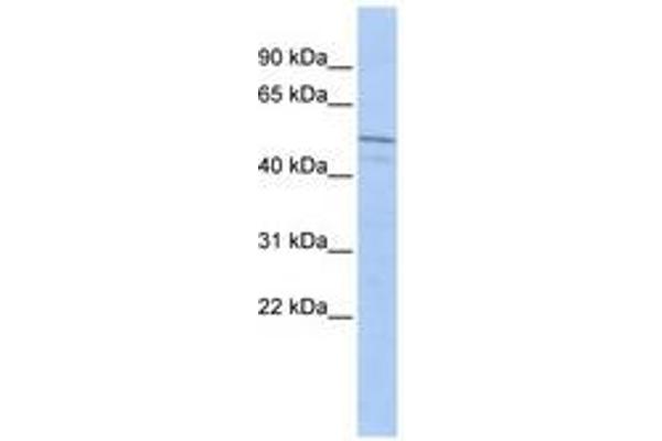 ZIM3 anticorps  (AA 396-445)