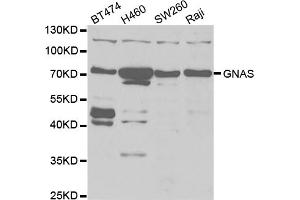 Western blot analysis of extracts of various cell lines, using GNAS antibody. (GNAS anticorps)