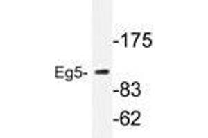 Western blot analysis of Eg5 antibody in extracts from COLO205 cells. (KIF11 anticorps)