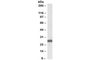 Western blot testing of mouse liver lysate with ETFB antibody at 0. (ETFB anticorps)