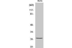 Western Blot analysis of HuvEc cells with Phospho-HSP27 (Ser82) Polyclonal Antibody at dilution of 1:1000 (HSP27 anticorps  (pSer82))