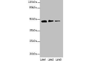 Western blot All lanes: PRSS35 antibody at 0. (PRSS35 anticorps  (AA 201-413))