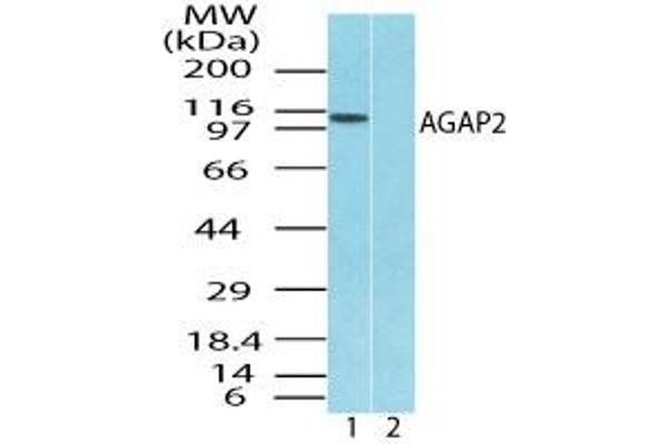 AGAP2 anticorps  (AA 20-60)
