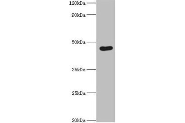 EGLN1 anticorps  (AA 301-426)