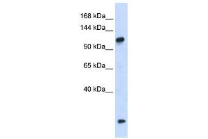 Western Blotting (WB) image for anti-HEAT Repeat Containing 4 (HEATR4) antibody (ABIN2459962) (HEATR4 anticorps)