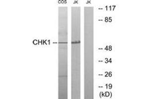 Western blot analysis of extracts from COS7/JurKat cells, using Chk1 (Ab-286) Antibody. (CHEK1 anticorps  (AA 256-305))