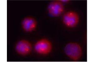 Immunofluorescence (IF) image for anti-Tubulin, gamma (TUBG) antibody (ABIN2666216) (gamma Tubulin anticorps)