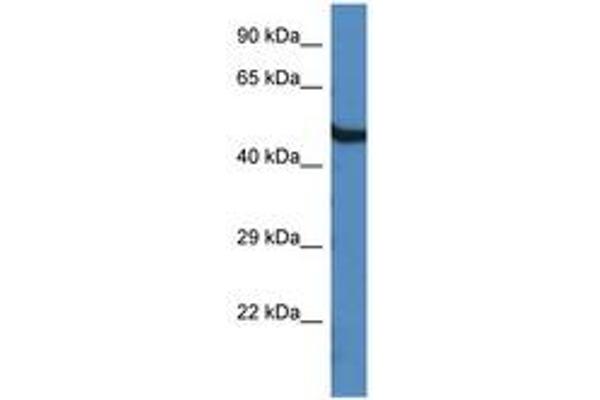 OASL anticorps  (AA 420-469)