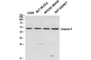 Western Blot (WB) analysis of specific cells using Caspase-9 Polyclonal Antibody. (Caspase 9 anticorps  (Ser20))