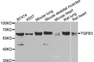 Western blot analysis of extracts of various cell lines, using TGFB3 antibody. (TGFB3 anticorps)